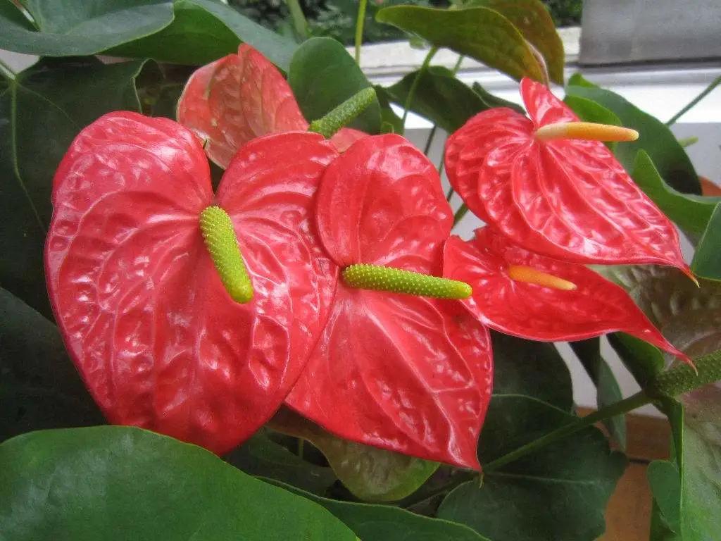 老红掌怎么养才能更旺盛,红掌火鹤怎么养