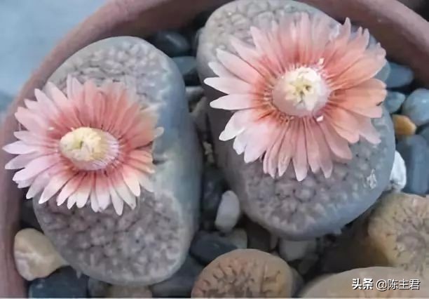 十大最贵法师多肉排行榜,玉露多肉最贵多少钱一棵