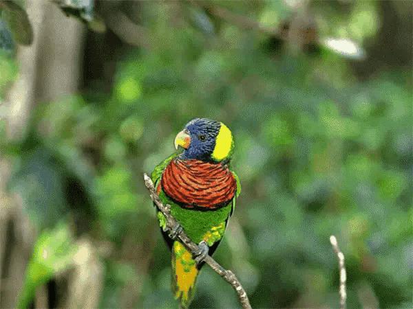 山水花鸟图片欣赏及名称,画花鸟鱼虫活灵活现