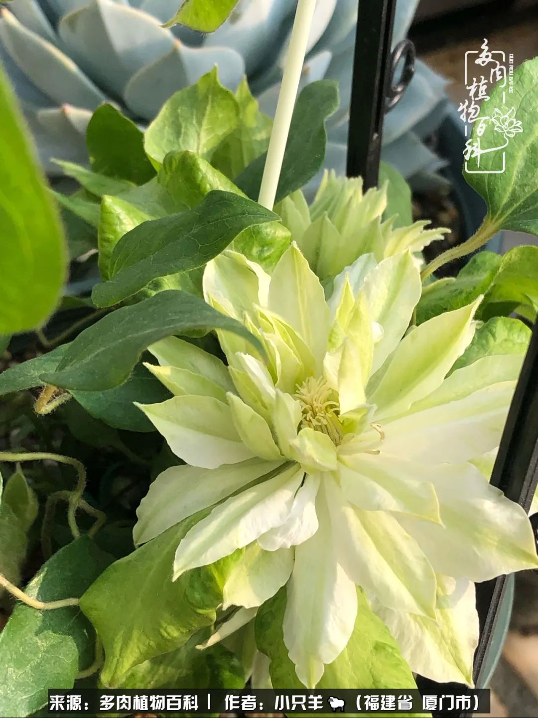 多肉像葡萄一样,多肉像铃兰一样