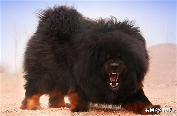 细小的症状狗狗还会很活泼吗,细小症状狗狗