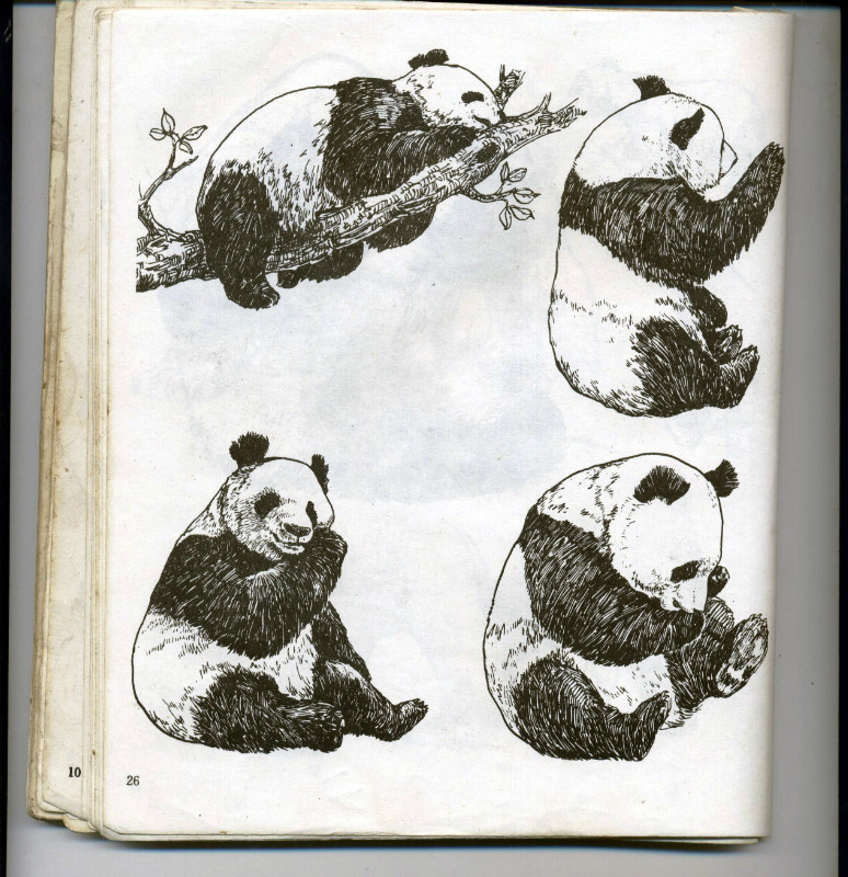 一百幅动物素描,近百幅动物画