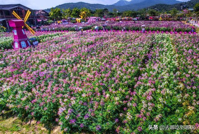 最新元旦增城大埔围花海门票,增城大埔围花海樱花节门票