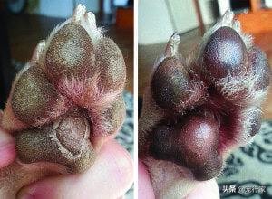 狗子爱喝水怎么办,狗子喜欢晒太阳是体内缺什么吗