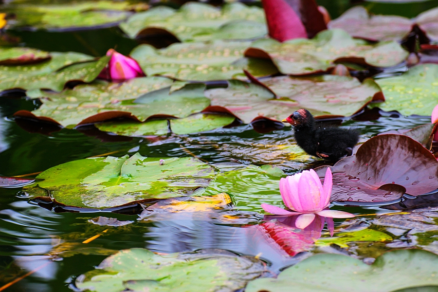 黑水鸡雏鸟图片,黑水鸡的可爱