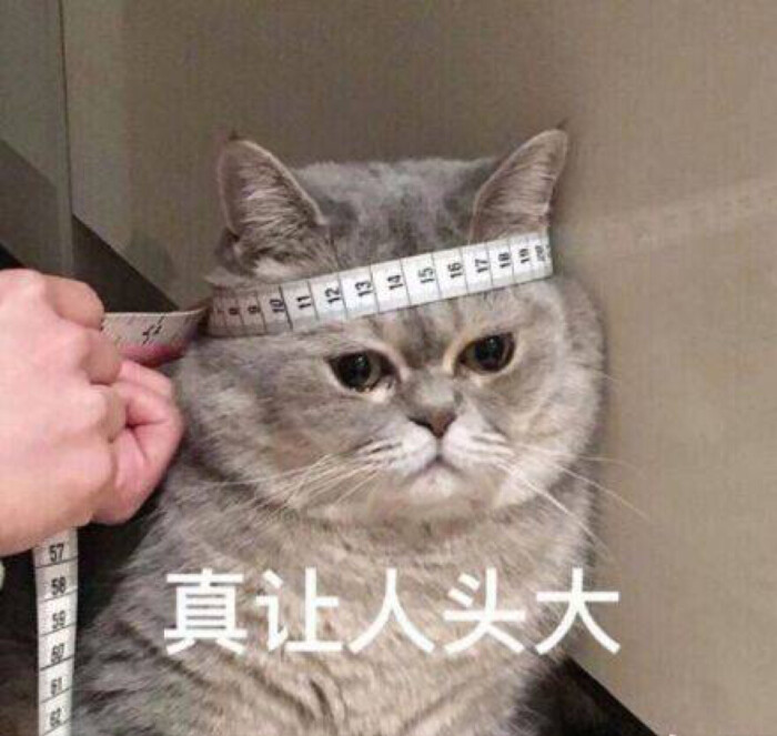 猫咪瘦是什么原因,猫咪太瘦了怎么办