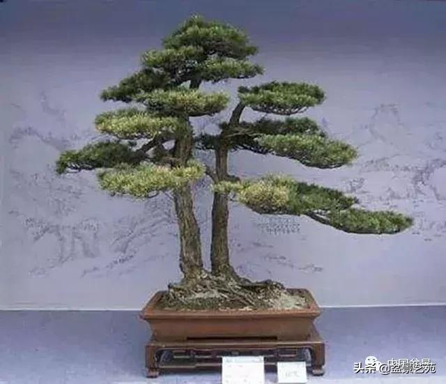 胡庆魁无穷的怀念：我说我盆景与母亲的手