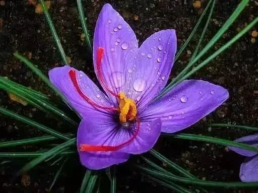 世界上十大鲜花排名图片,世界十大漂亮名贵花卉