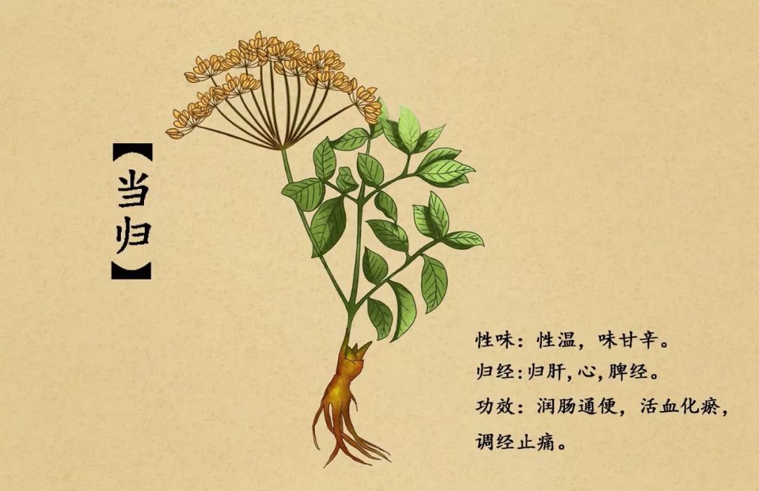 孕妇慎用和禁忌的中药,孕妇禁用或慎用中药有哪些