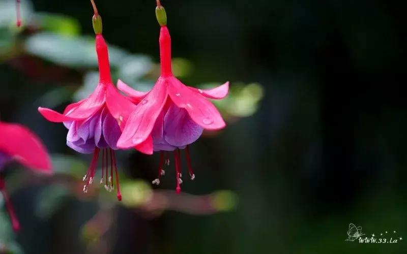 惊艳倒挂金钟,惊艳倒挂金钟图片