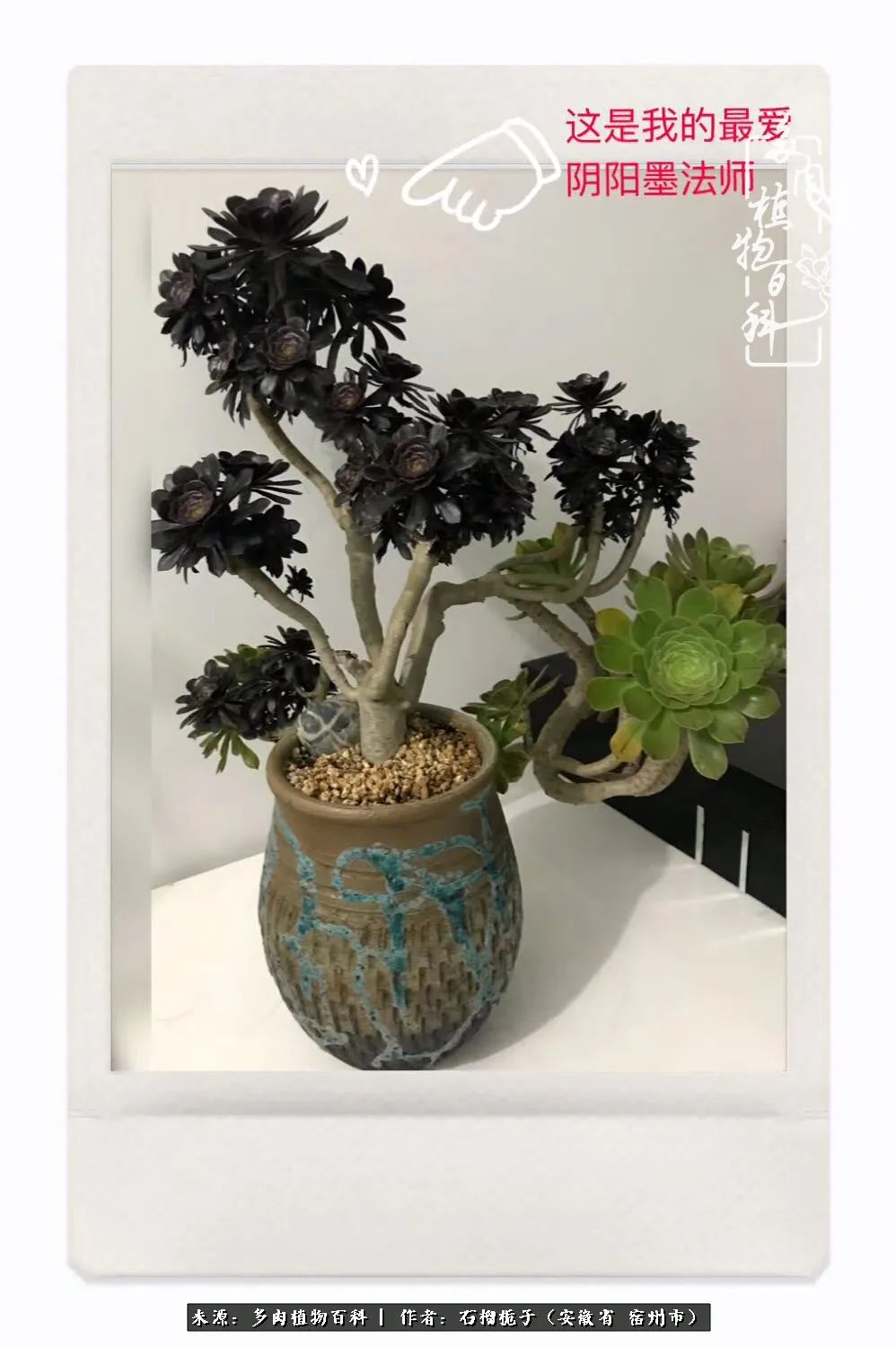 治愈系多肉：何以解忧，唯有多肉