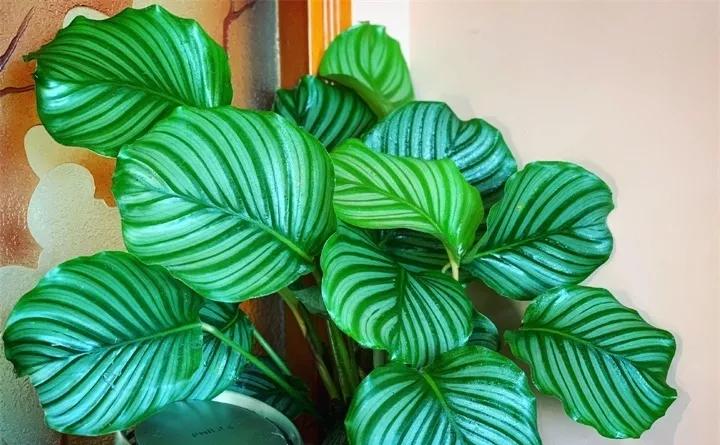 适合阳台养的四季开花有花香的花,花期长耐热耐寒又好养的花卉