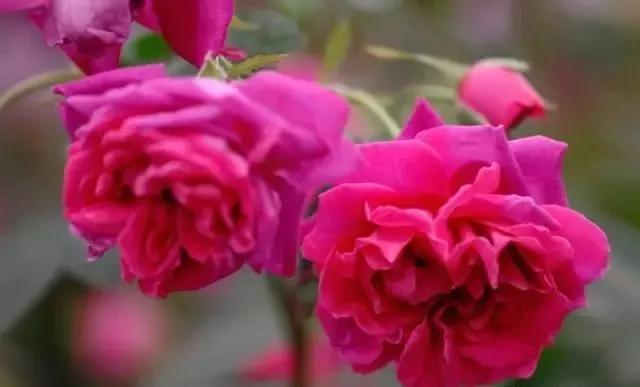 给大家介绍一下玫瑰品种,玫瑰的品种及特点介绍