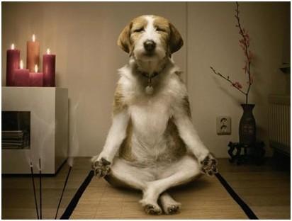 犬蠕形螨怎么治疗,犬蠕形螨和疥螨的区别