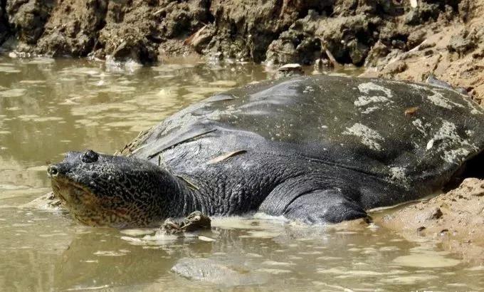 1965年的黄河巨龟到底长什么样,1965年黄河巨龟事件的视频