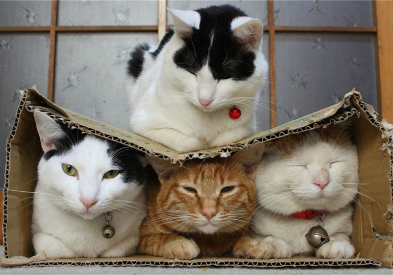 猫咪迟迟不怀孕怎么回事,猫咪死胎不出来怎么办