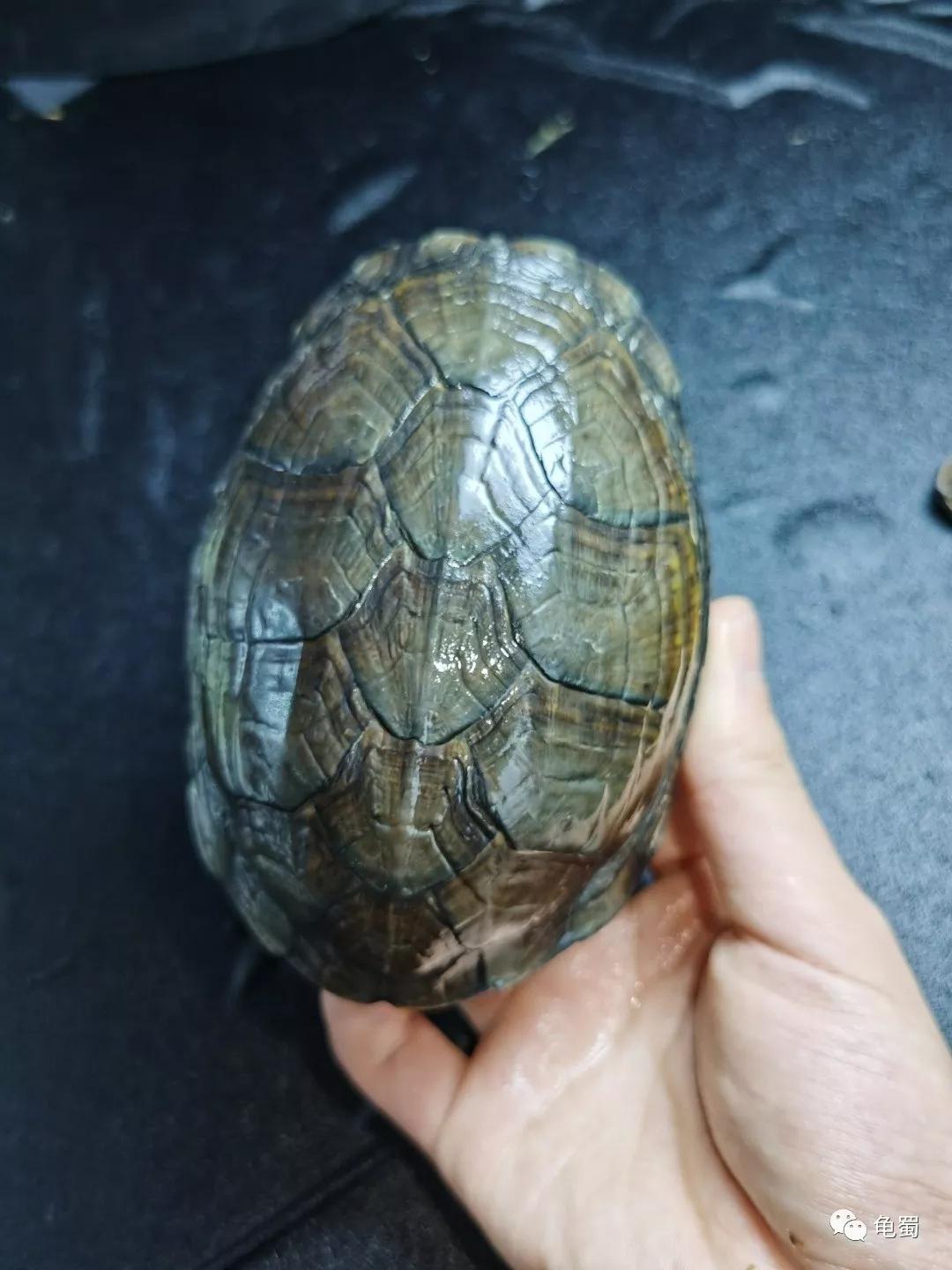黄泽泥龟为什么冷门,泥龟冷门品种