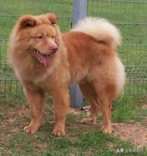 中华名犬，广东五红狗和广西笔尾灰犬，已濒临灭绝，急待拯救