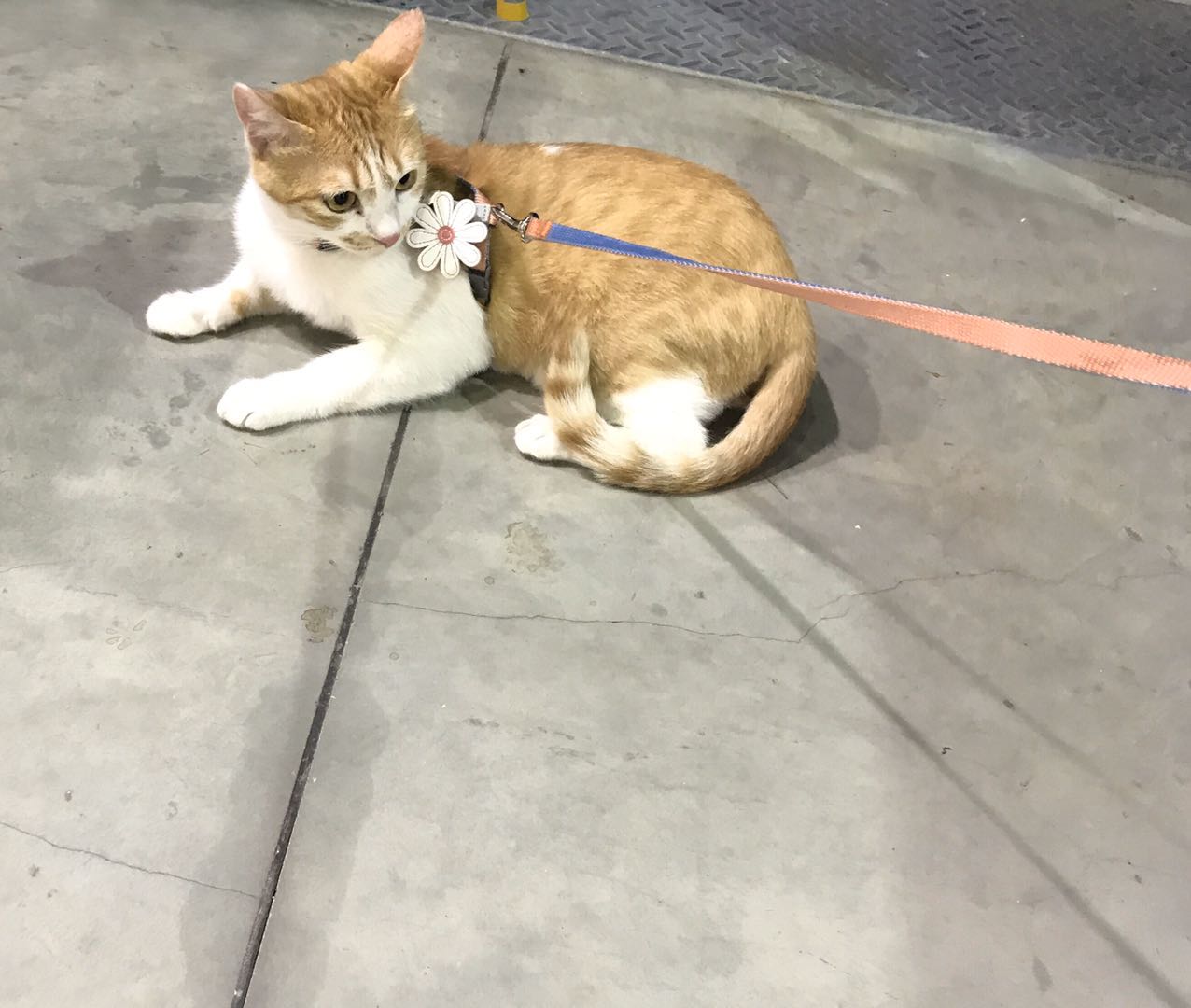 绿色的植物洗发水,绿色农场洗发水好用是真的吗