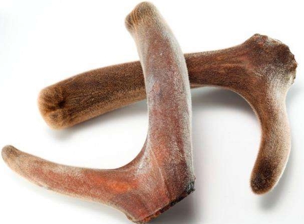 补肾精的中草药鹿茸,鹿茸是补肾虚的最佳中药吗