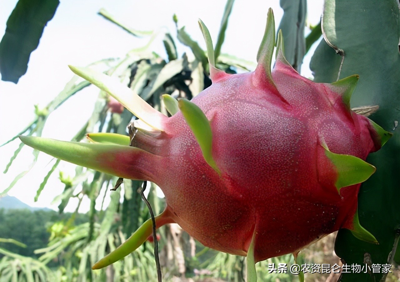 火龙果腐烂病的治疗方法,火龙果根腐病如何治疗