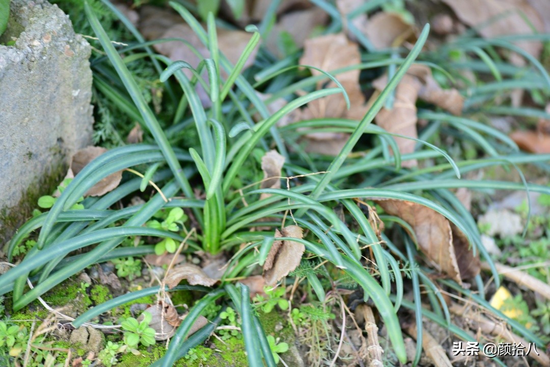 零下9度来袭，花园里的绿色是那么动人|园丁