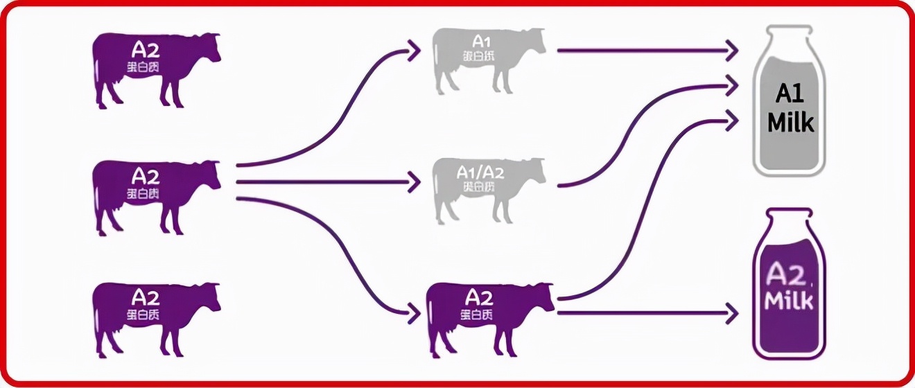 君乐宝至臻a2是羊奶粉吗,君乐宝至臻味道如何
