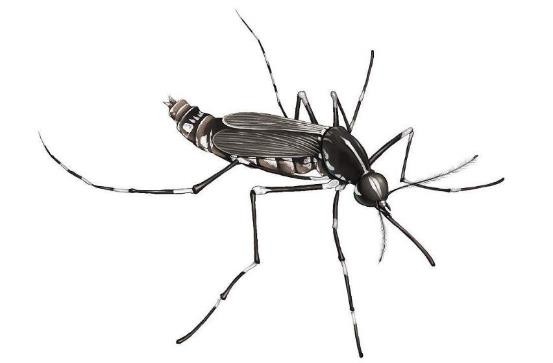 龟类的进化过程图片,龟鳖目动物外形特征