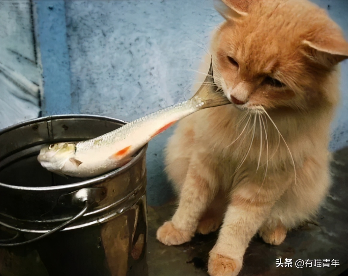 对着猫吹气会怎么样,对着猫吹烟有害吗