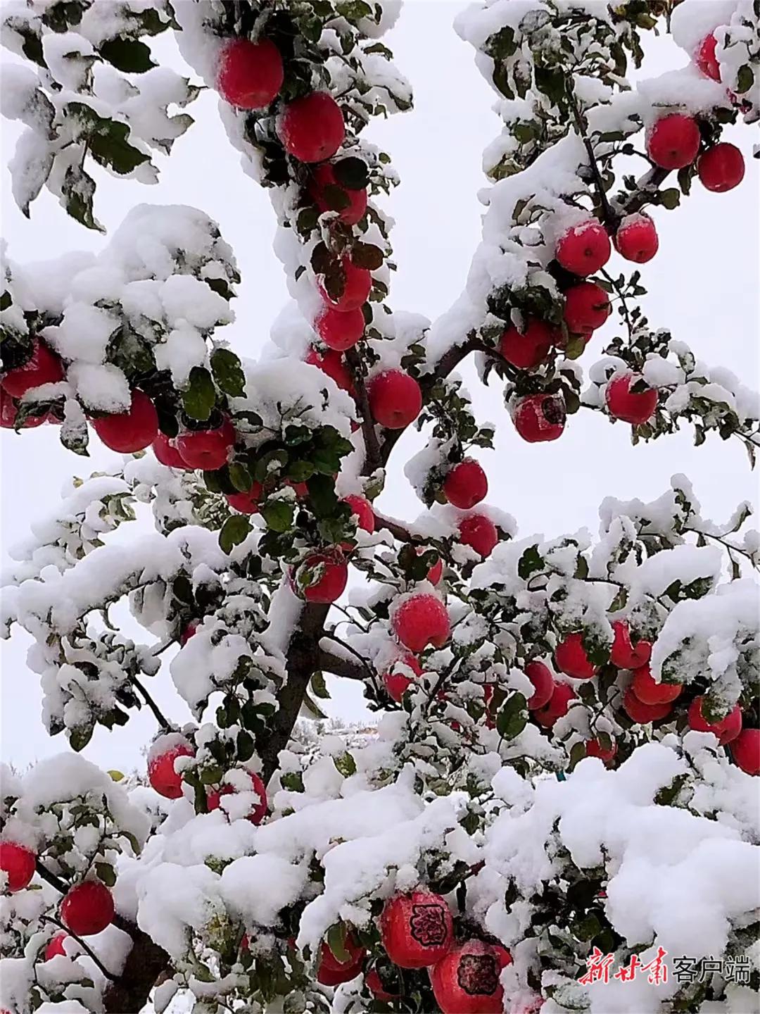平凉崆峒区四路车现在停运了吗,平凉长途客车停运了吗