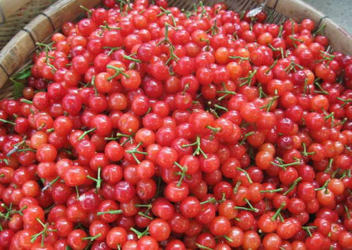 大棚樱桃的温度和管理,大棚樱桃树的种植与管理