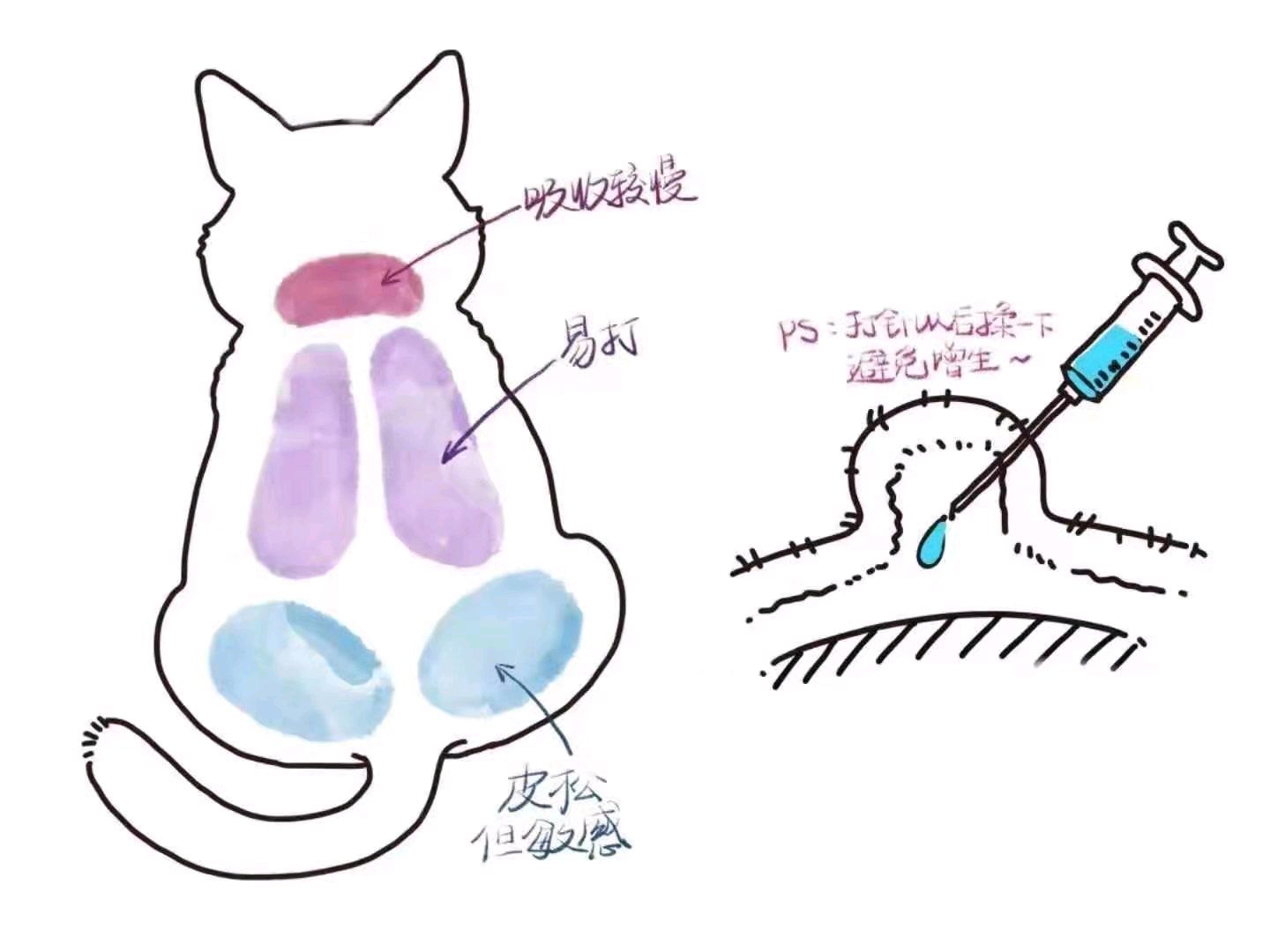 湿性猫传腹治疗成功率有多少,干性猫传腹前期最明显的症状