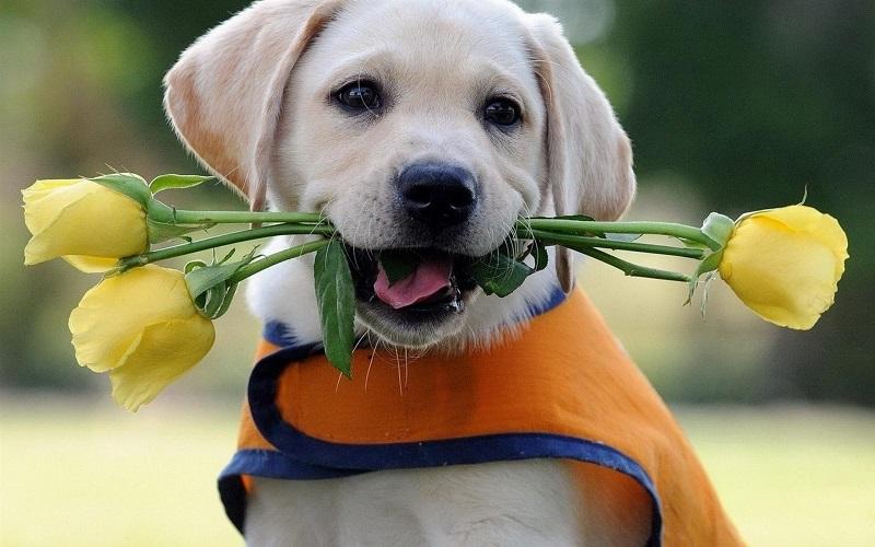 世界上最忠心的狗狗排名第一,对主人忠心的十大狗狗排名