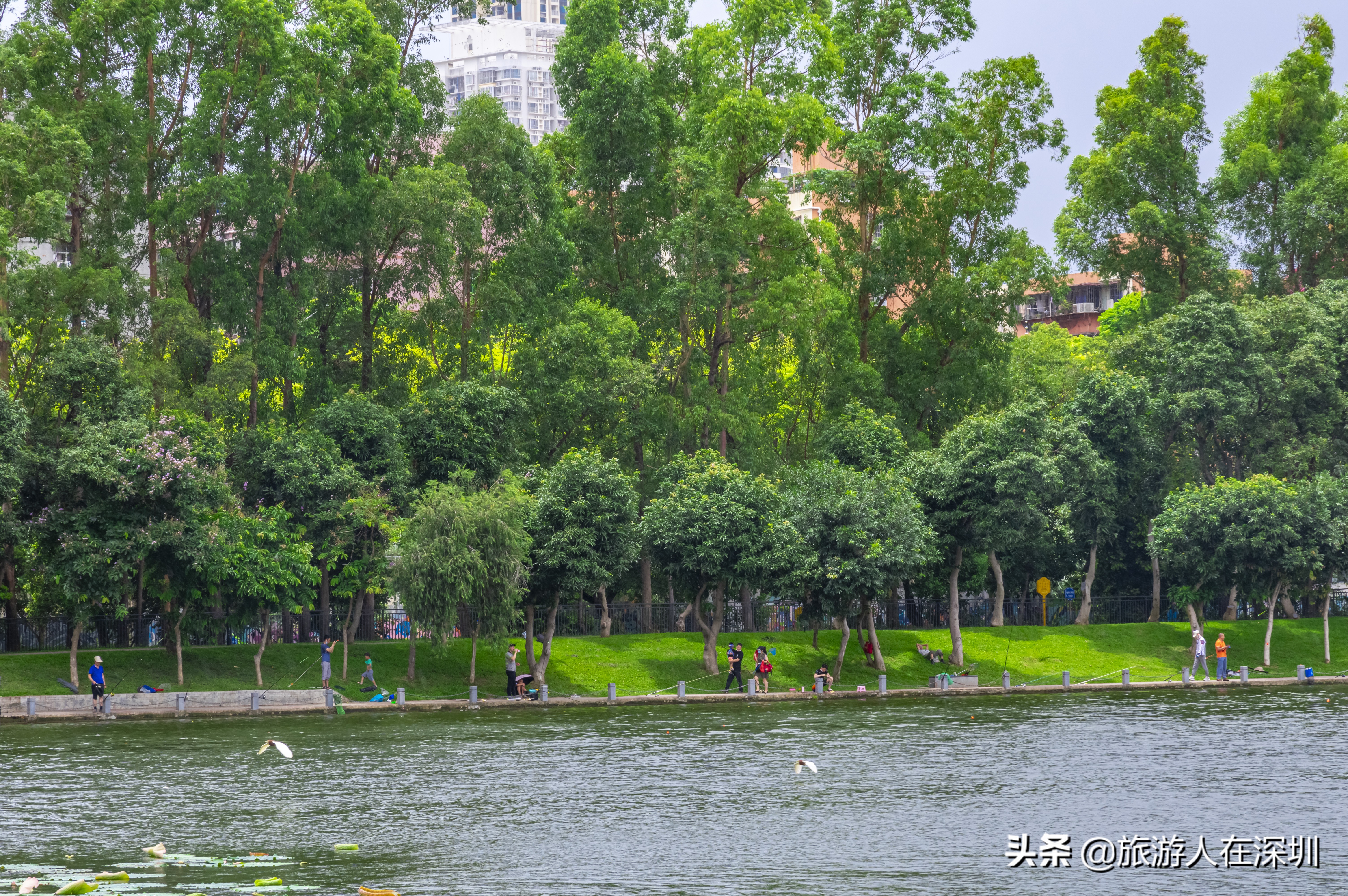 实拍深圳洪湖公园,深圳洪湖公园游玩攻略图