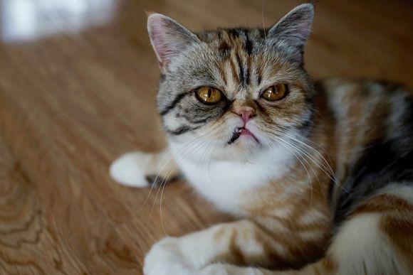 猫咪换牙是龅牙怎么办,猫咪换牙时会出现什么情况