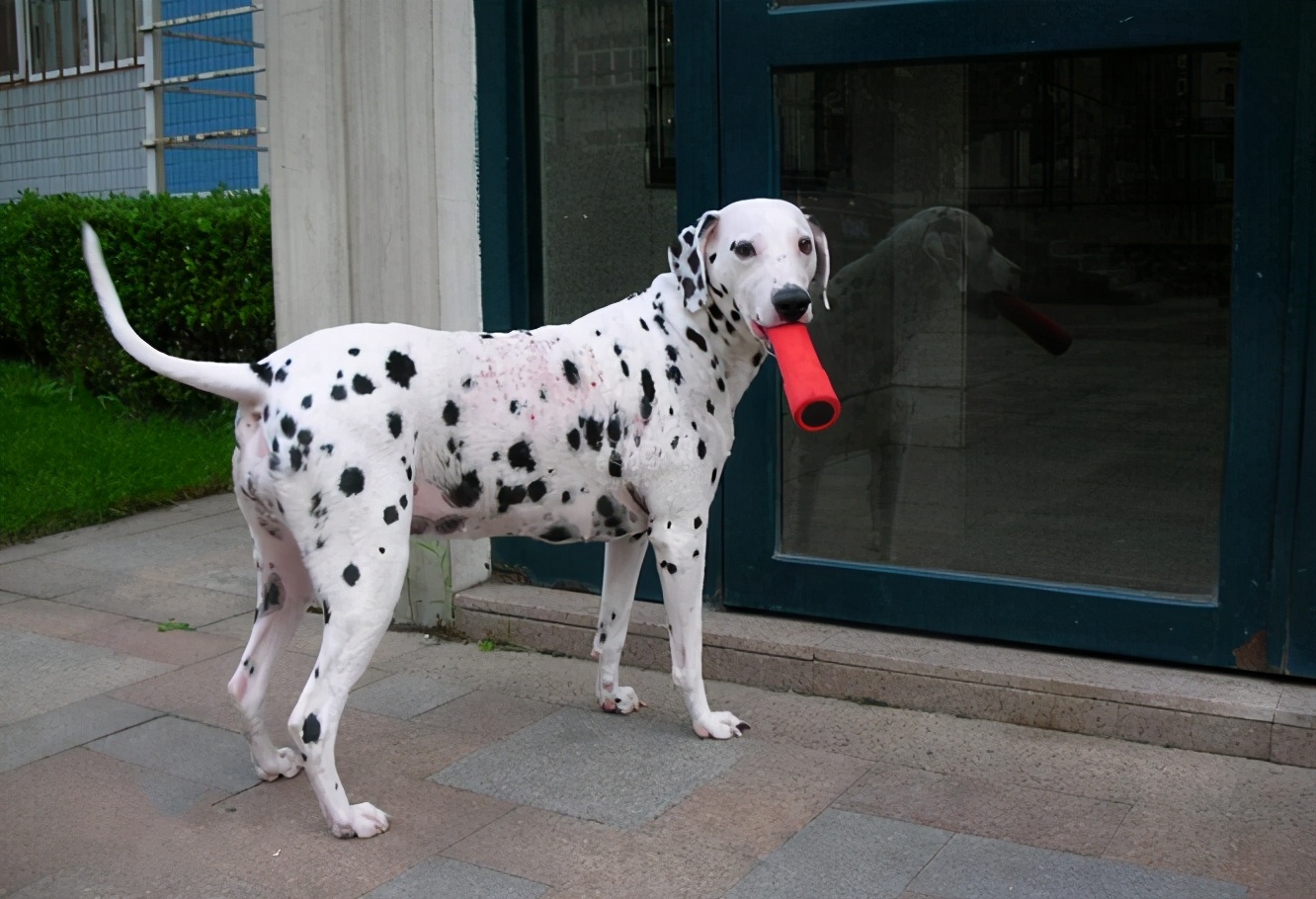 101斑点狗中哪些是亲生的狗狗,101斑点狗中涉及到的狗