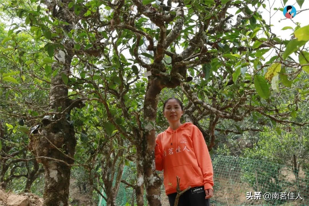 冰岛老寨大秋茶园的茶是真的吗,冰岛五寨之一糯伍什么口感