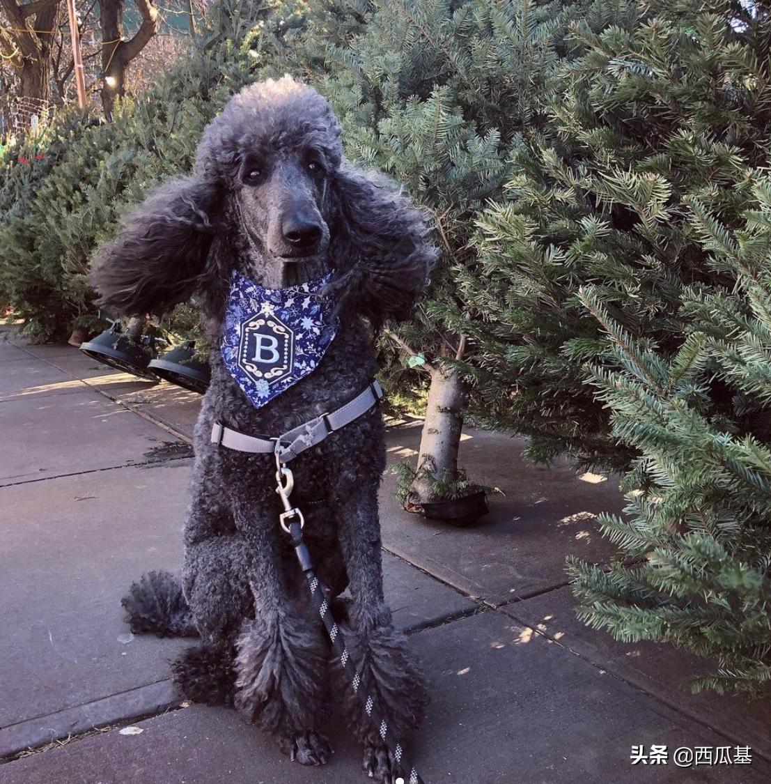 三岁的狗狗在家随地大小便怎么办,庭院散养狗狗怎么纠正随地大小便
