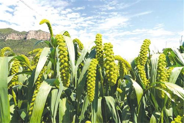 绿色食品谷子栽培技术,当地谷子栽培技术要点是什么