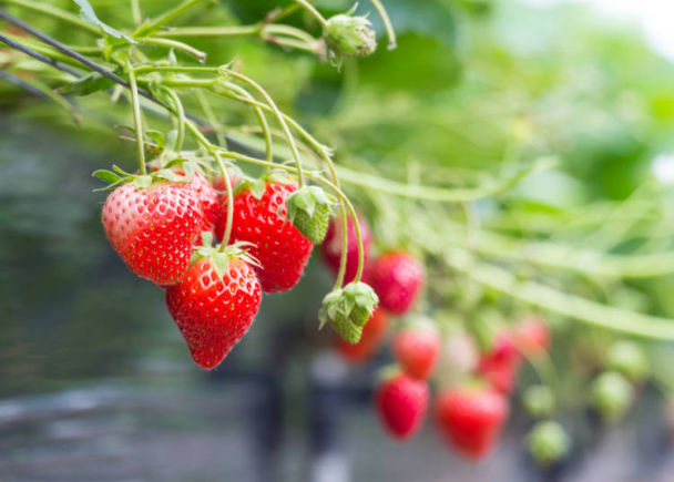 日本水果vs韩国水果谁贵,日本水果vs中国水果