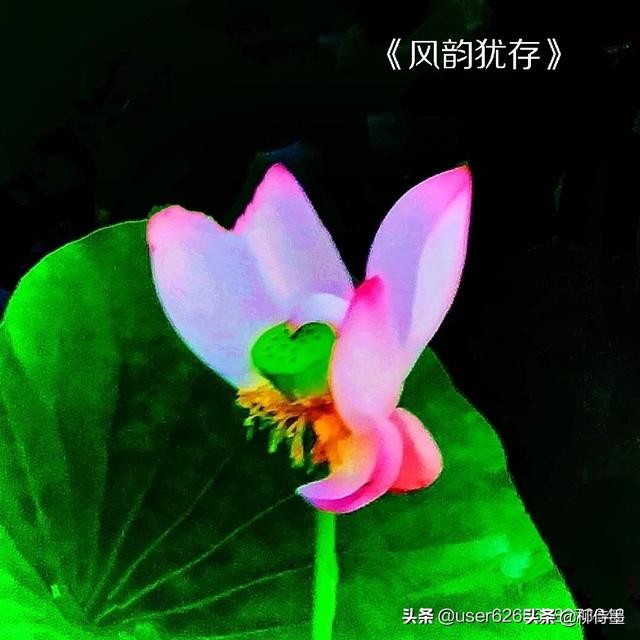 荷花怎么拍出高级感的照片航拍,荷花怎么拍出高级感的照片