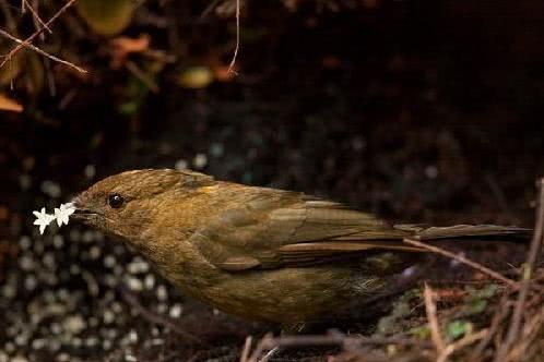 新几内亚岛世界地图,新几内亚在地球的哪里