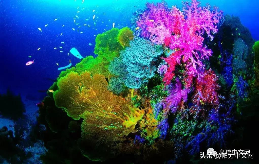 帕劳十大经典玩法,帕劳七大奇迹