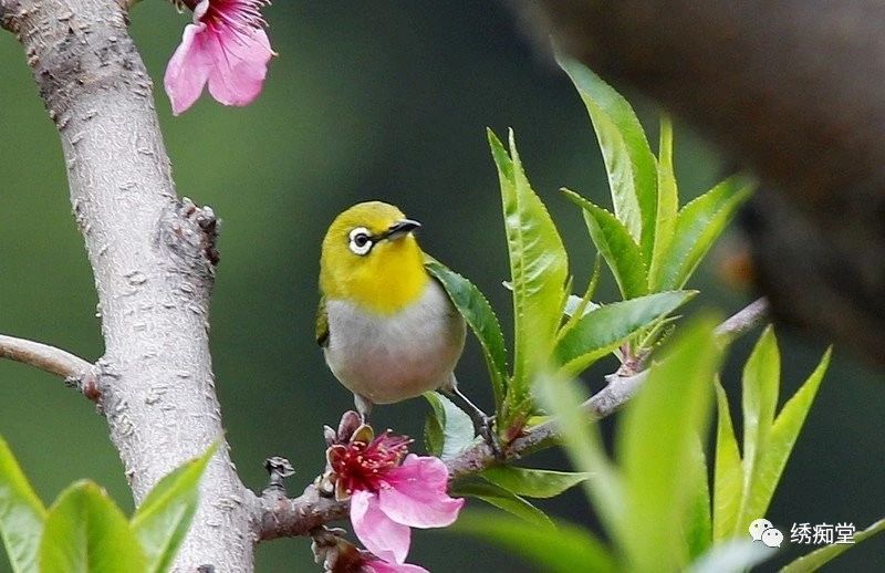 绣眼鸟训练方法,世界第一绣眼鸟