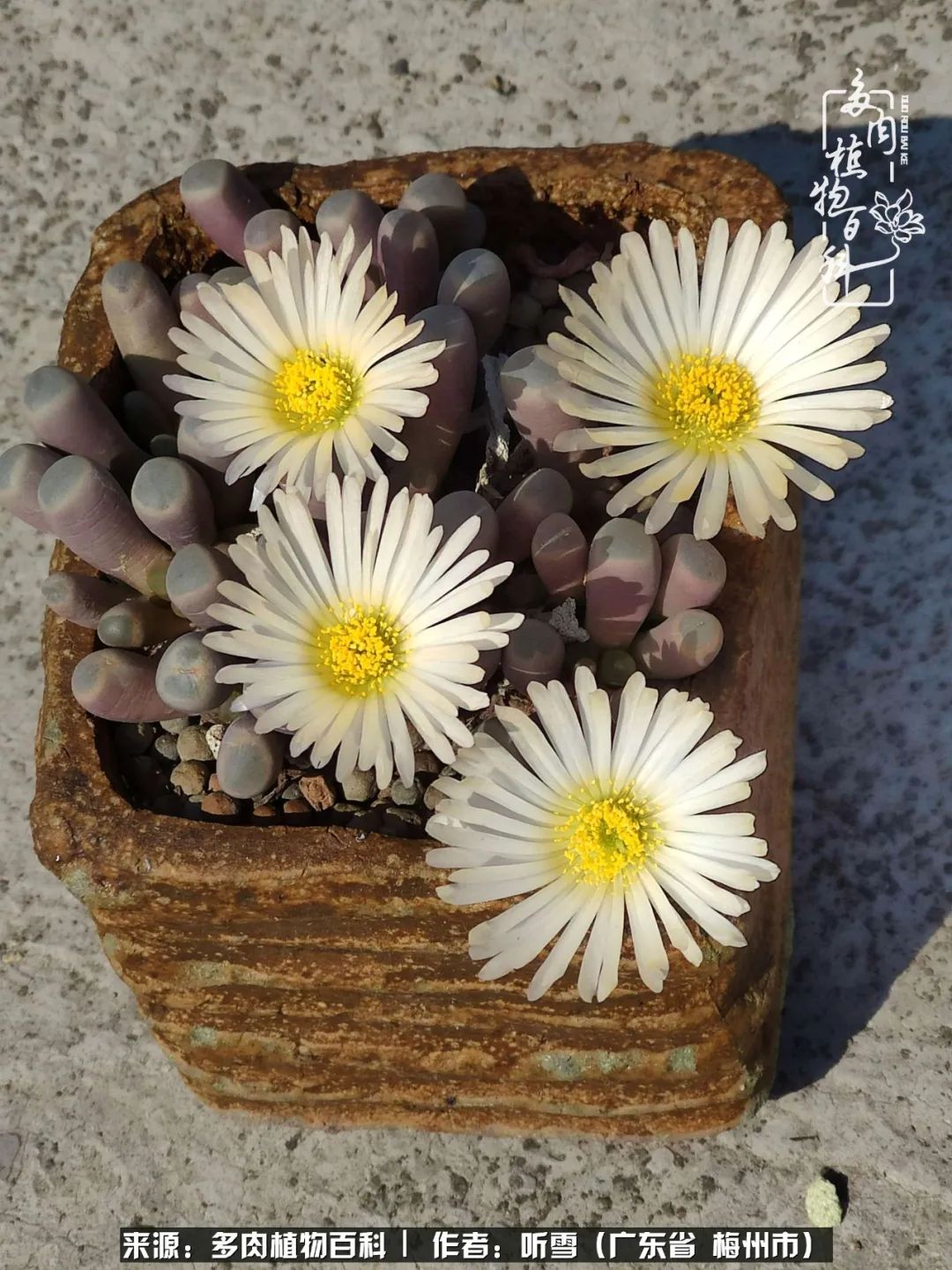 遇见多肉感恩生命中所有的相识,爱上多肉是个压力山大的事