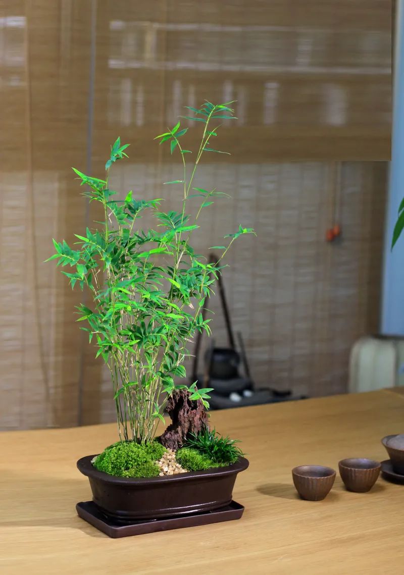 修剪过的凤尾竹长出新枝叶,修剪凤尾竹