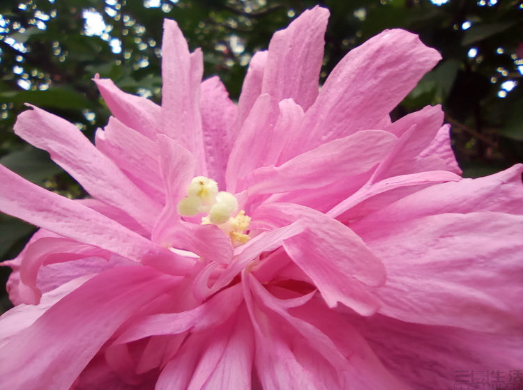 redmi值得入手千元机,redmi超高性价比