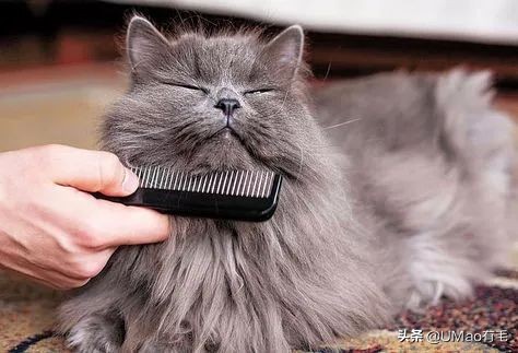 猫梳子去毛神器,去猫毛神器哪个最好
