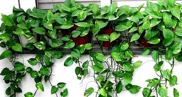 养绿萝最好用什么土,养绿萝最好最快的肥料