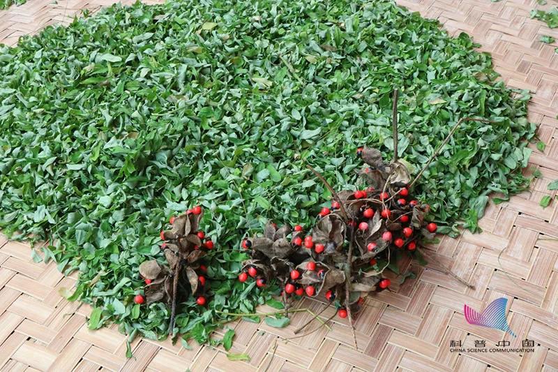 看起来很好看但是有剧毒的植物,好看但是有剧毒的植物